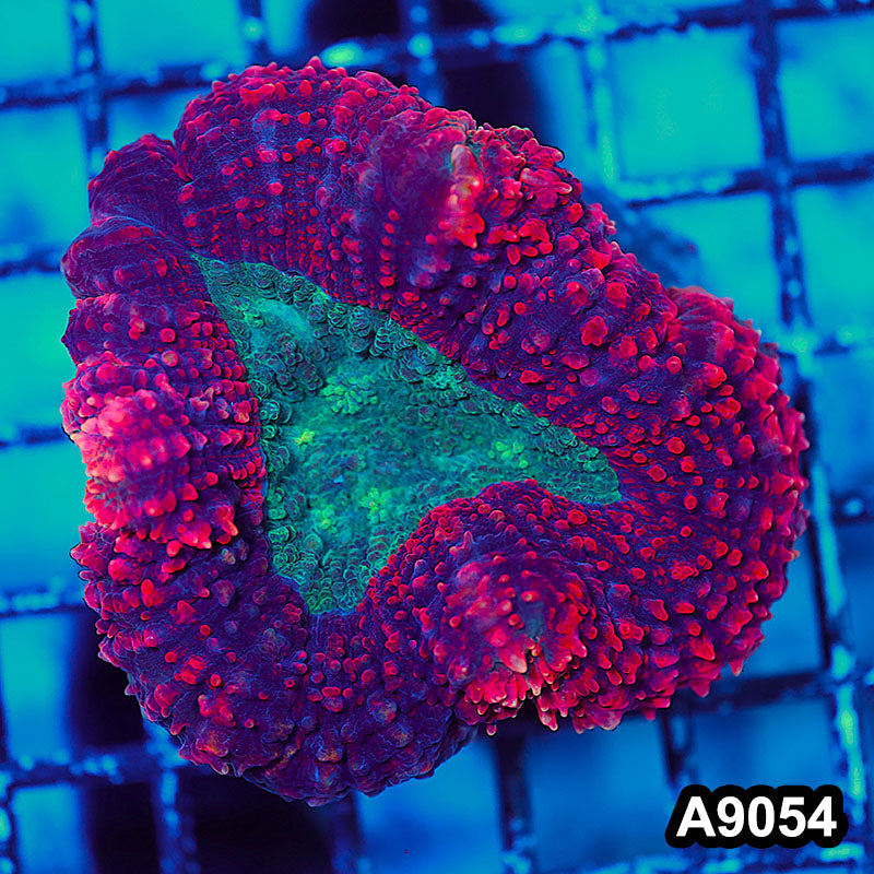 Item#A9054LW9054(M) WYSIWYG Indo Cultured Ultra Red Lobophyllia Colony