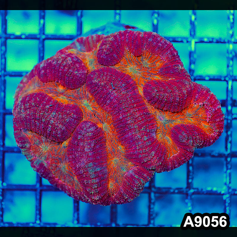 Item#A9056LW9056(M) WYSIWYG Indo Cultured Rare Rainbow Symphyllia Colony