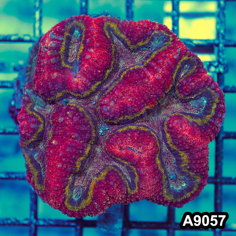 Item#A9057LW9057(M) WYSIWYG Indo Cultured Rare Rainbow Symphyllia Colony