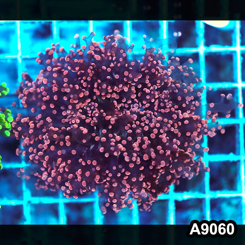 Item#A9060LW9060(M) WYSIWYG Indo Cultured Ultra Pink Tip Octo Frogspawn Colony