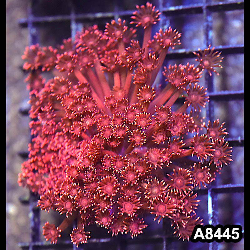 Item#A8445RW8445(M) WYSIWYG Aussie Ultra Unique Red Goniopora