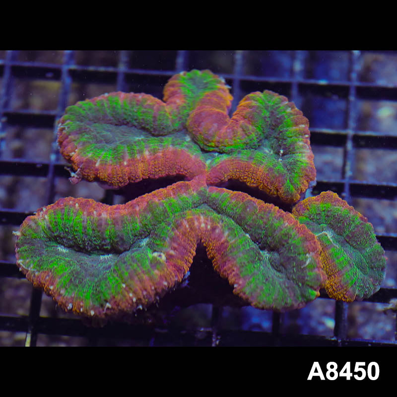 Item#A8450RW8450(M) WYSIWYG Aussie Premium Rainbow Lobophyllia