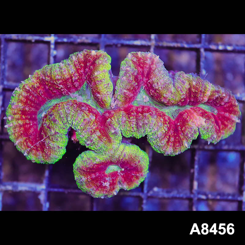 Item#A8456RW8456(M) WYSIWYG Aussie Premium Rainbow Lobophyllia