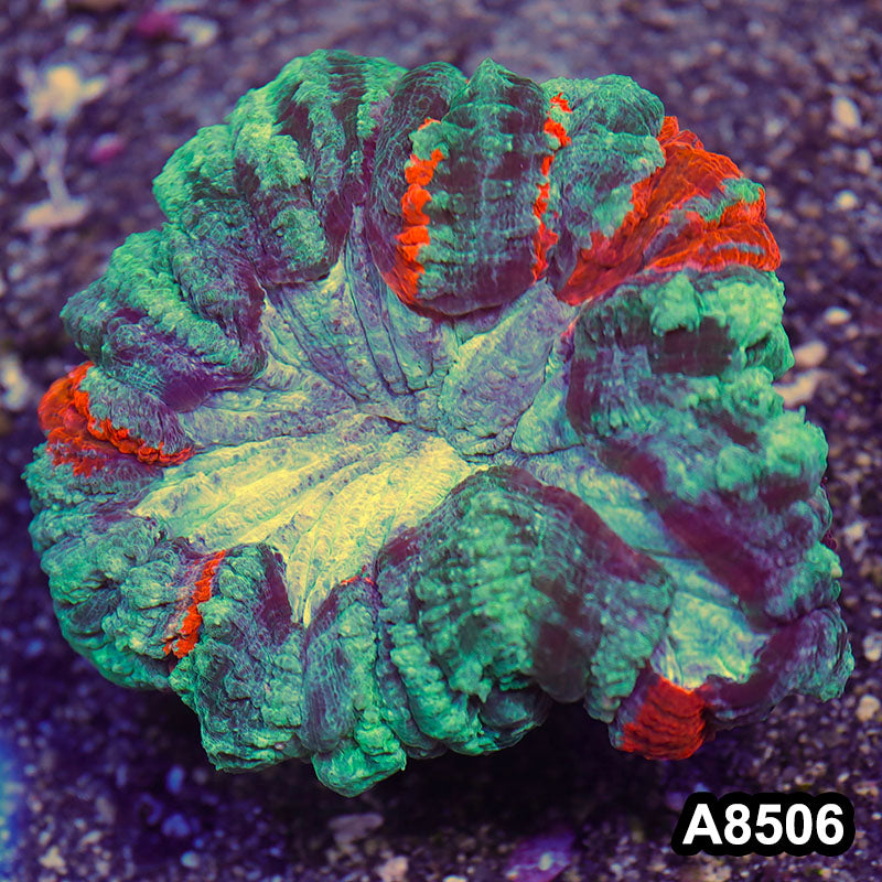 Item#A8506RW8506(M) WYSIWYG Aussie Ultra Acanthophyllia