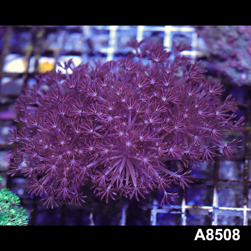 Item#A8508RW8508(M) WYSIWYG Indo Pulsing Xenia Colony
