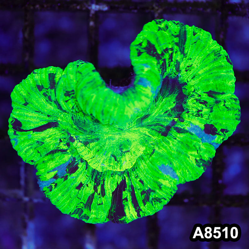 Item#A8510RW8510(S) WYSIWYG Aussie Ultra Unique Trachyphyllia