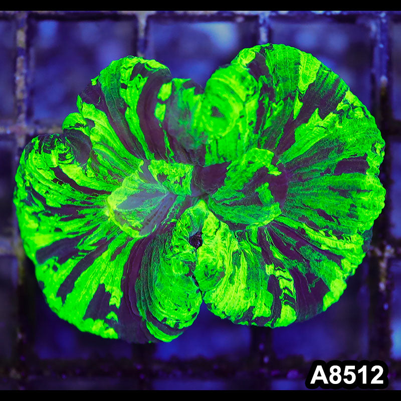Item#A8512RW8512(S) WYSIWYG Aussie Ultra Unique Trachyphyllia