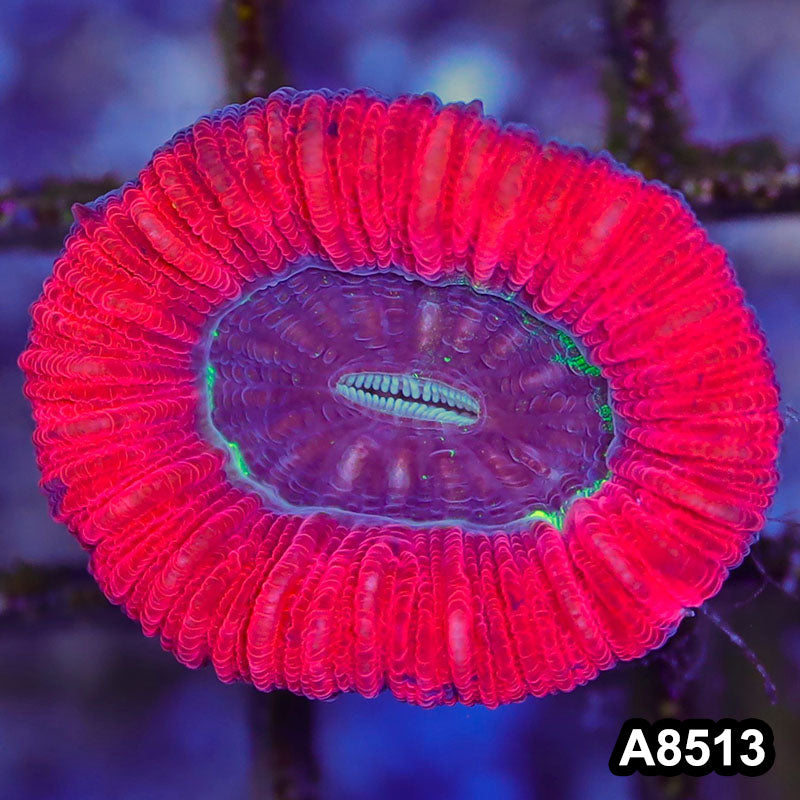 Item#A8513RW8513(S) WYSIWYG Aussie Ultra Red Trachyphyllia