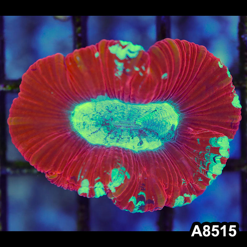 Item#A8515RW8515(S) WYSIWYG Aussie Ultra Red Trachyphyllia