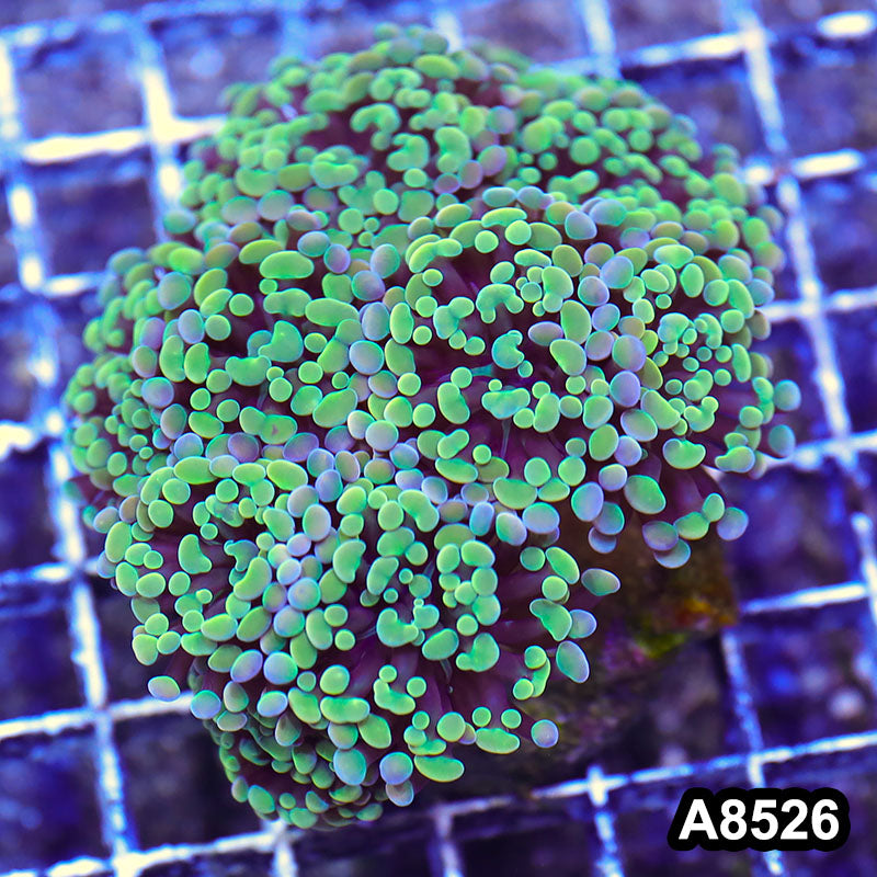 Item#A8526RW85269(M) WYSIWYG Indo Cultured Ultra Branching Hammer Colony