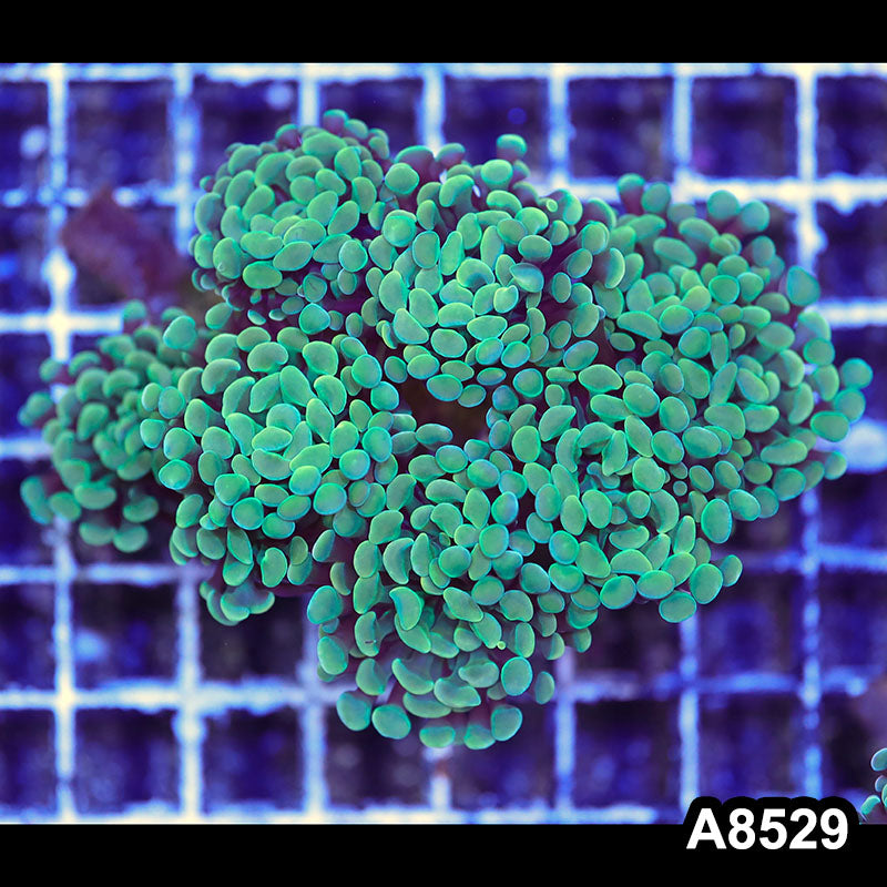 Item#A8529RW8529(M) WYSIWYG Indo Cultured Ultra Branching Hammer Colony