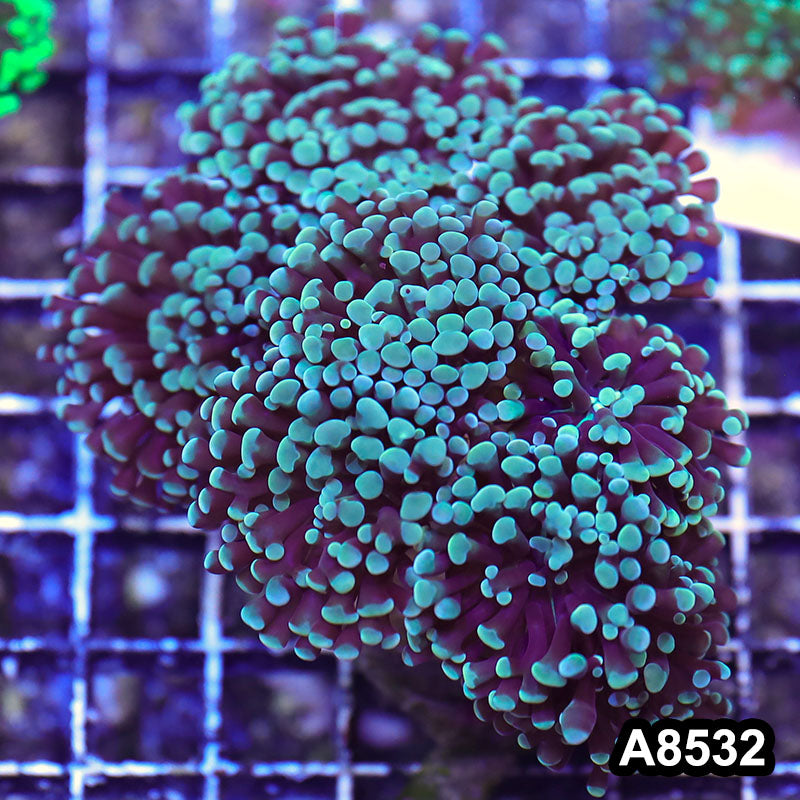 Item#A8532RW8532(M) WYSIWYG Indo Cultured Ultra Branching Hammer Colony