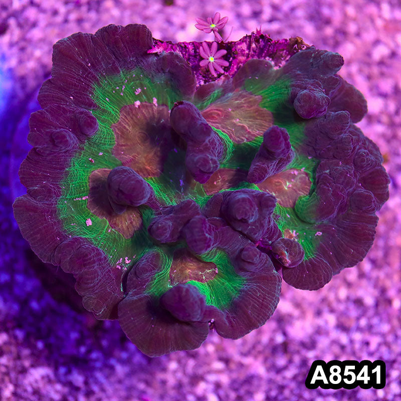 Item#A8541RW8541(M) WYSIWYG Indo Rainbow Pectinia Colony