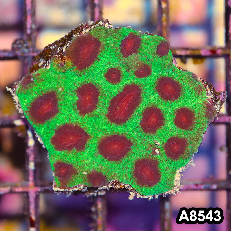 Item#A8543IN8543(S) WYSIWYG Aussie Ultra Watermelon Favia Mini Colony