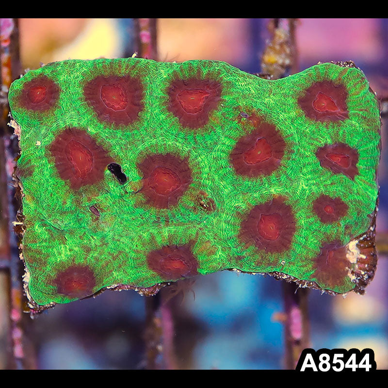 Item#A8544IN8544(S) WYSIWYG Aussie Ultra Watermelon Favia Mini Colony