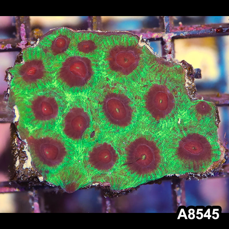 Item#A8545IN8545(S) WYSIWYG Aussie Ultra Watermelon Favia Mini Colony