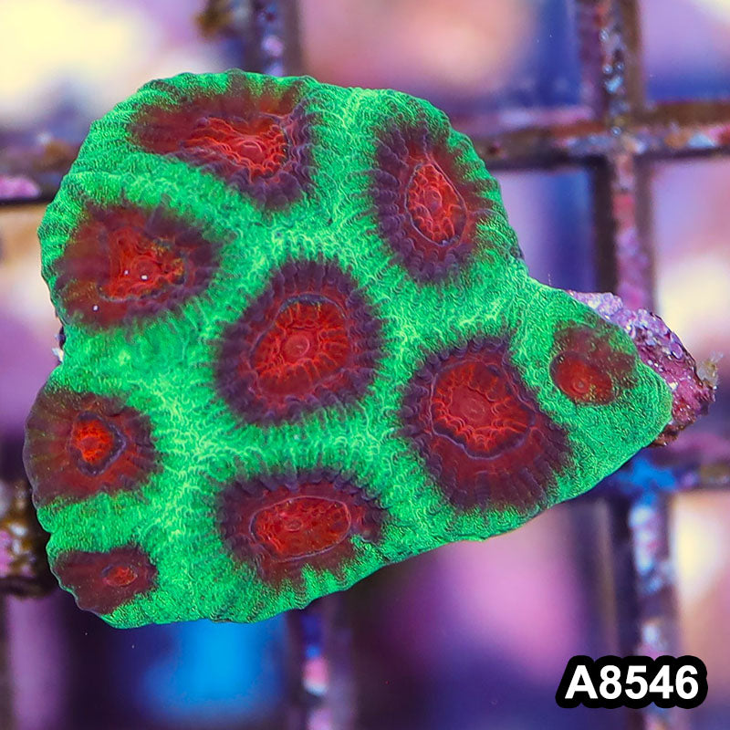 Item#A8546IN8546(S) WYSIWYG Aussie Ultra Watermelon Favia Mini Colony