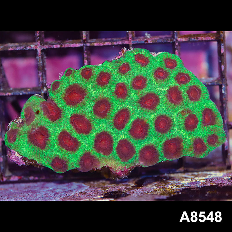 Item#A8548IN8548(M) WYSIWYG Aussie Ultra Watermelon Favia Mini Colony