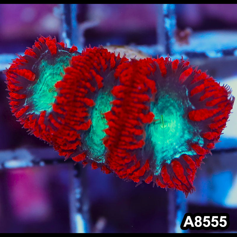 Item#A8555IN8555(S) WYSIWYG Aussie Ultra Red Blastomussa Frag