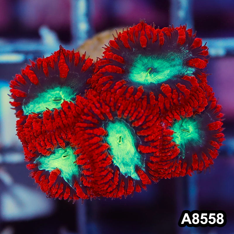 Item#A8558IN8558(S) WYSIWYG Aussie Ultra Red Blastomussa Frag