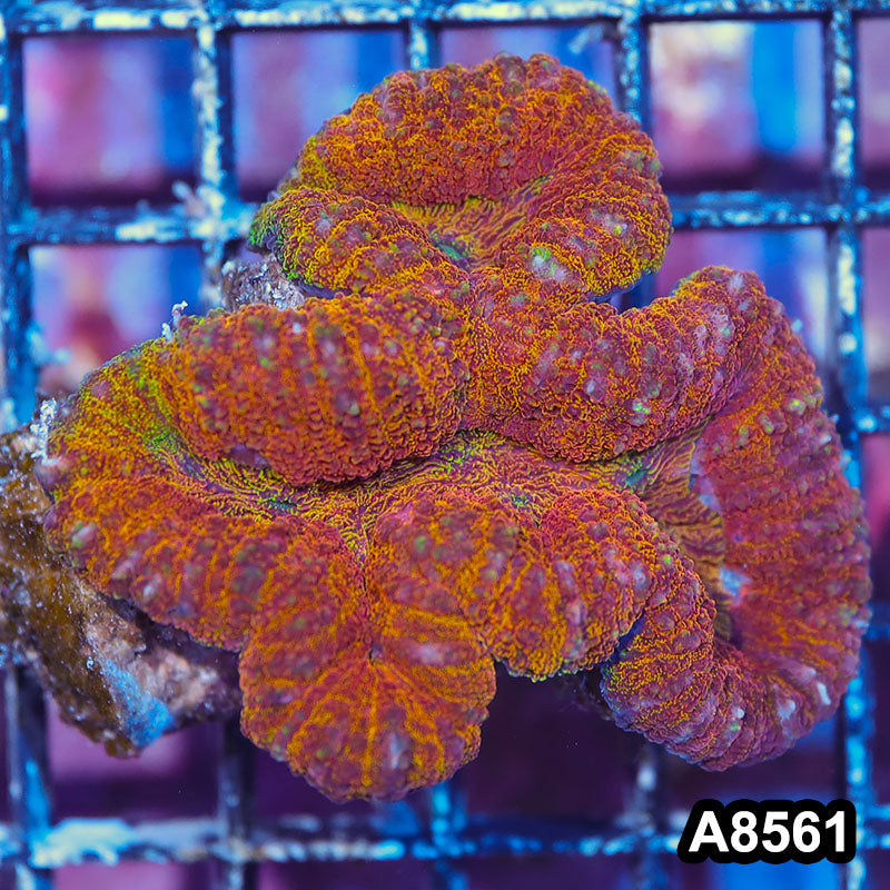 Item#A8561IN8561(S) WYSIWYG Aussie Premium Ultra Unique Lobophyllia Colony