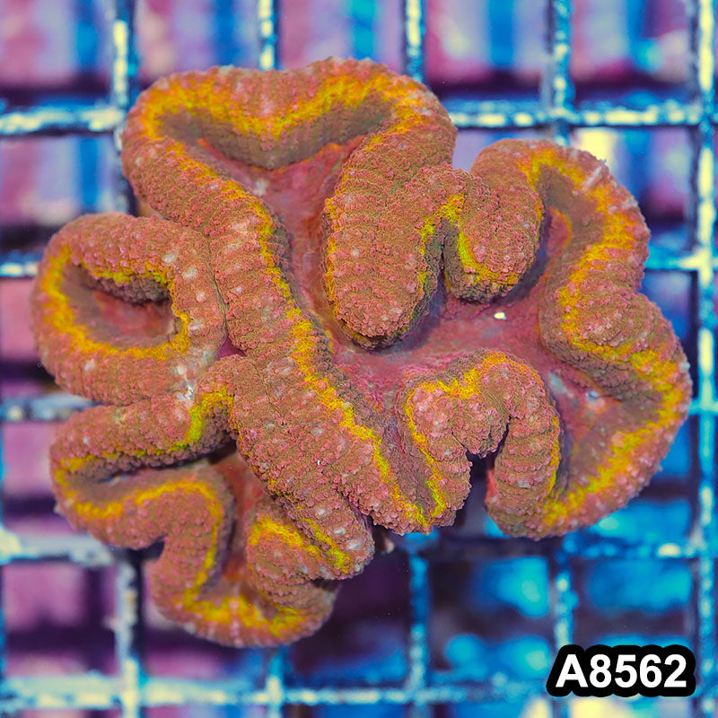 Item#A8562IN8562(S) WYSIWYG Aussie Premium Rainbow Lobophyllia Colony