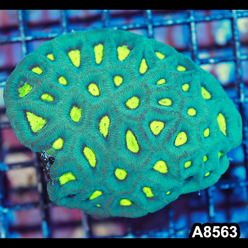 Item#A8563IN8563(M) WYSIWYG Aussie Ultra Yellow Eye Favia Colony