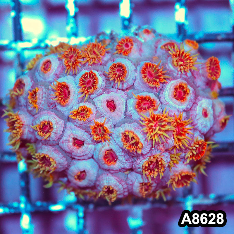 Item#A8628IN8628(M) WYSIWYG Aussie Ultra Sun Coral Colony