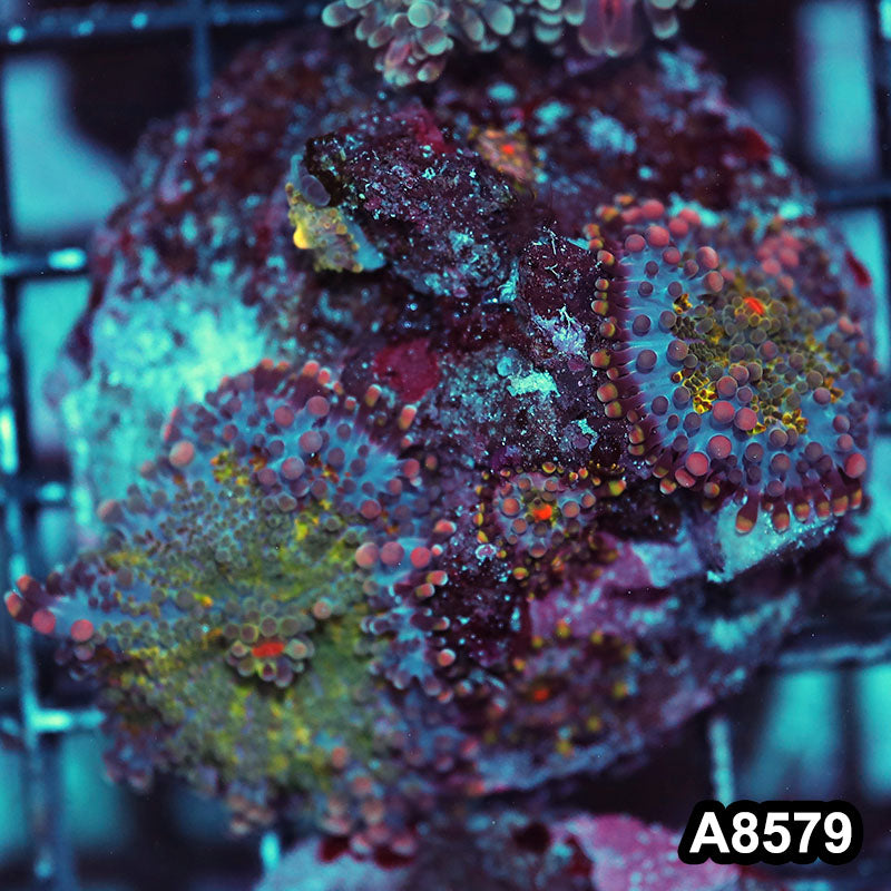 Item#A8579IN8579(S) WYSIWYG Indo Ultra Unique Ricordea Yuma Mushroom