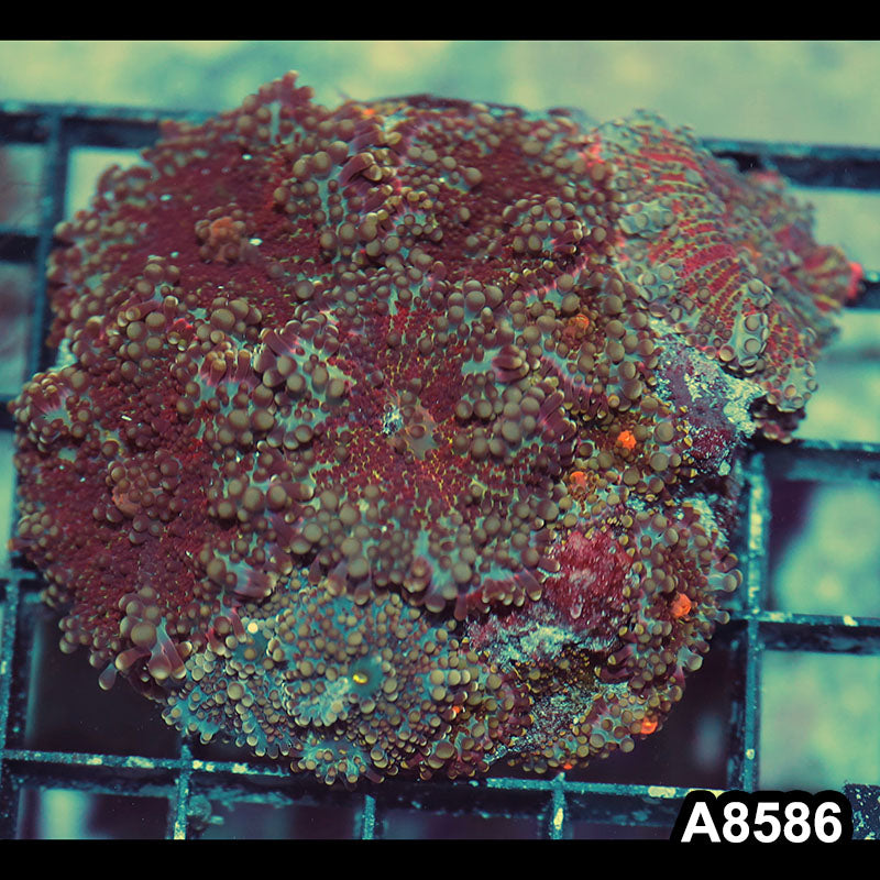 Item#A8586IN8586(M) WYSIWYG Indo Ultra Unique Ricordea Yuma Mushroom Colony
