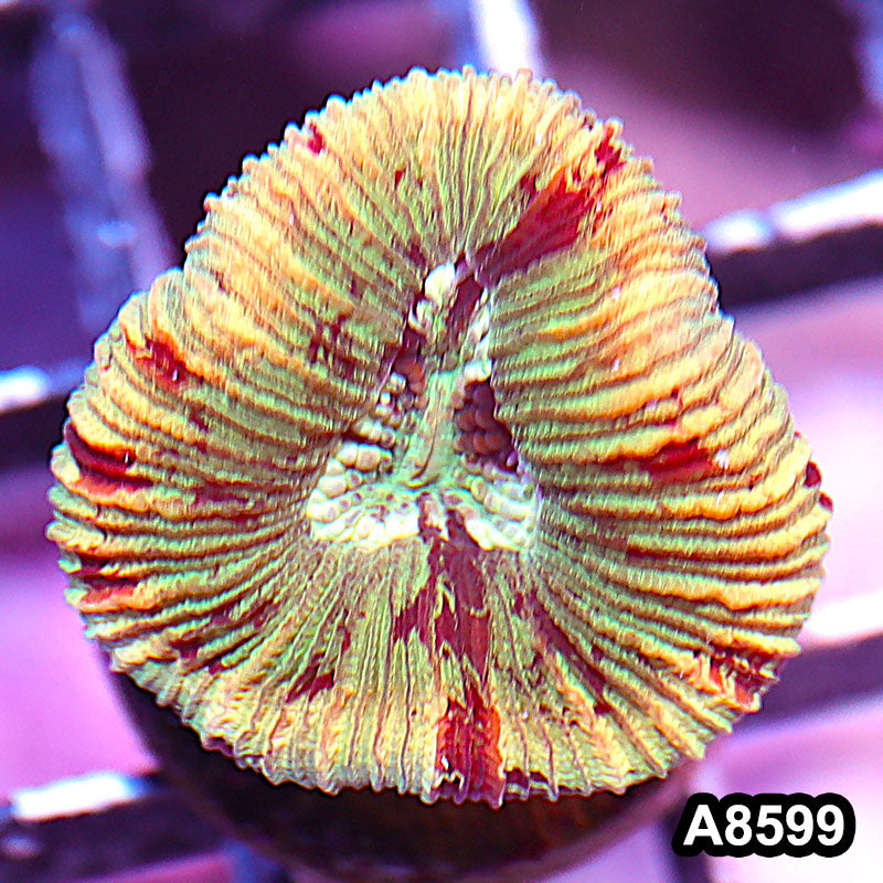 Item#A8599IN8599(S) WYSIWYG Aussie Ultra Unique Trachyphyllia