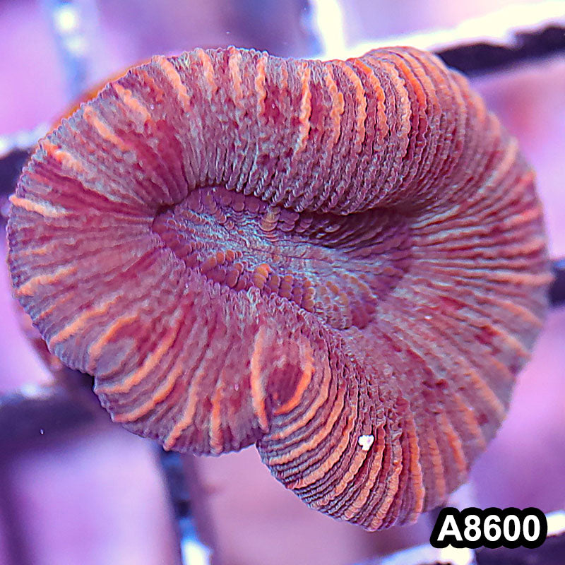 Item#A8600IN8600(S) WYSIWYG Aussie Ultra Trachyphyllia