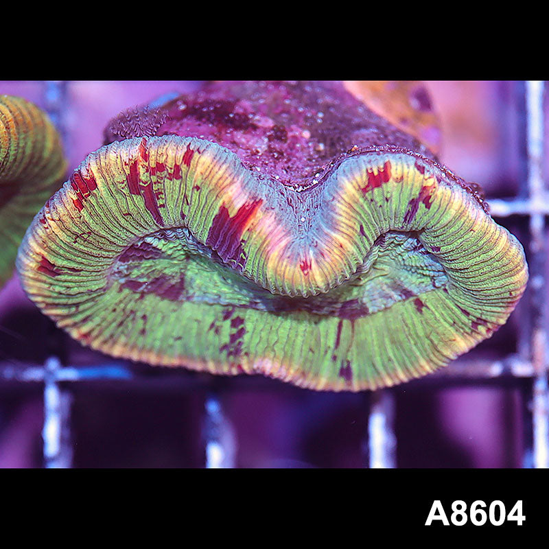 Item#A8604IN8604(S) WYSIWYG Aussie Ultra Trachyphyllia