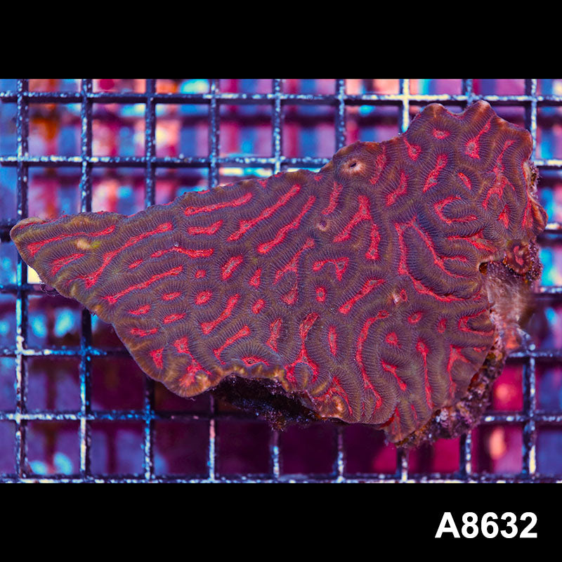 Item#A8632IN8632(M) WYSIWYG Aussie Ultra Maze Brain Colony