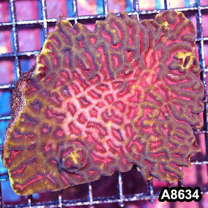 Item#A8634IN8634(M) WYSIWYG Aussie Ultra Maze Brain Colony