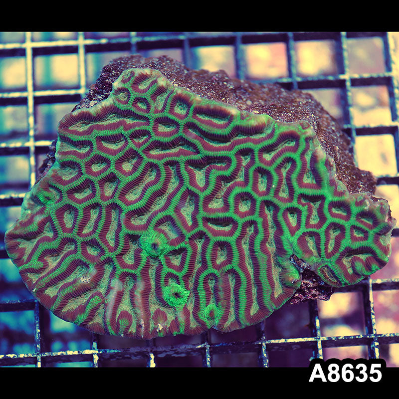Item#A8635IN8635(M) WYSIWYG Aussie Ultra Maze Brain Colony