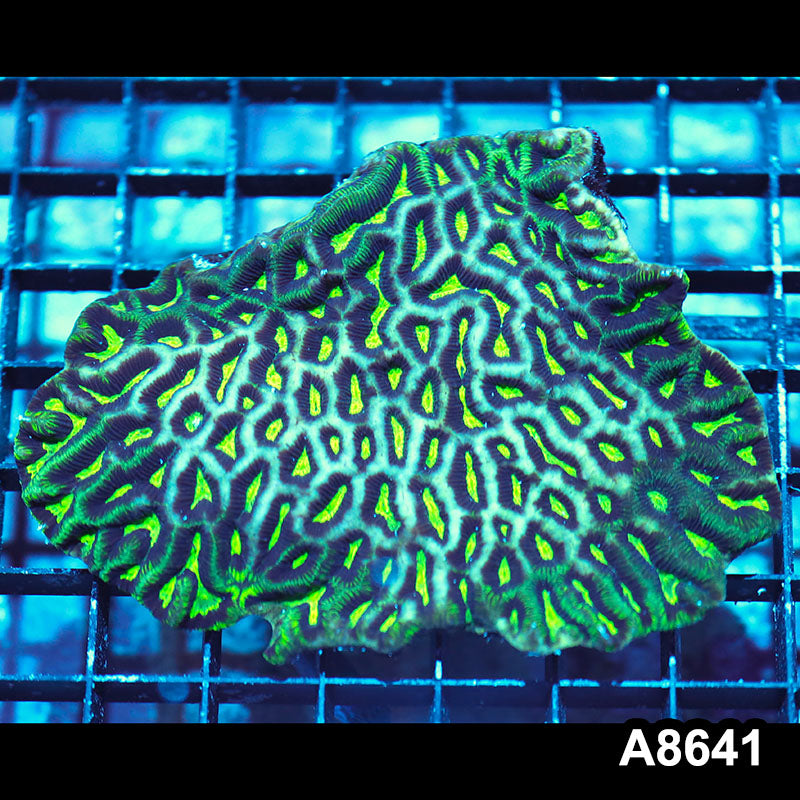 Item#A8641IN8641(M) WYSIWYG Aussie Ultra Maze Brain Colony