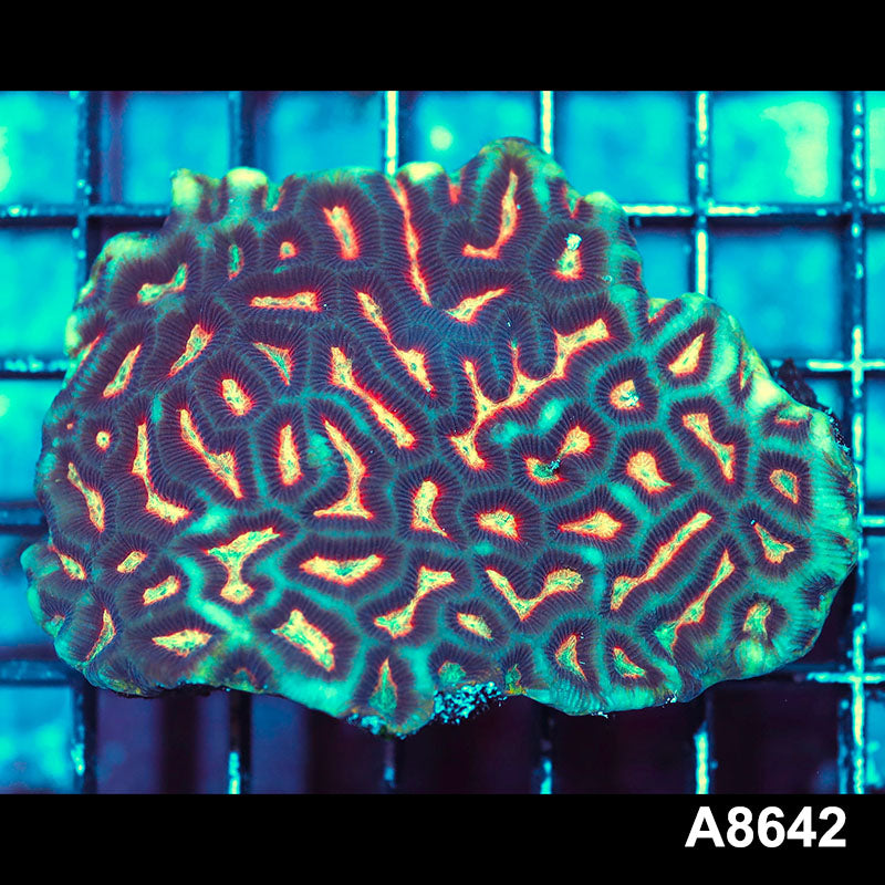 Item#A8642IN8642(S) WYSIWYG Aussie Ultra Maze Brain Colony