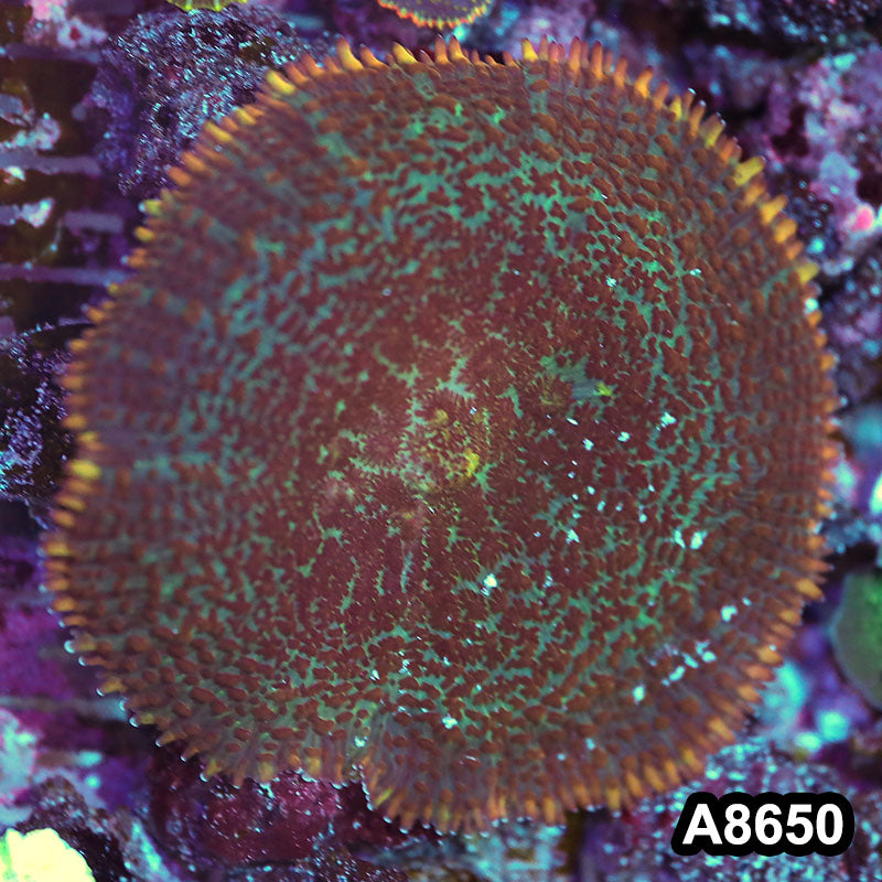 Item#A8650IN8650(S) WYSIWYG Indo Ultra Unique Rhodactis Mushroom