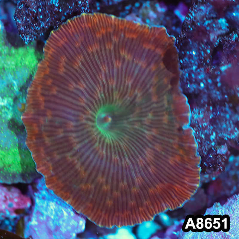Item#A8651IN8651(S) WYSIWYG Indo Ultra Unique Spoted Discosoma Mushroom
