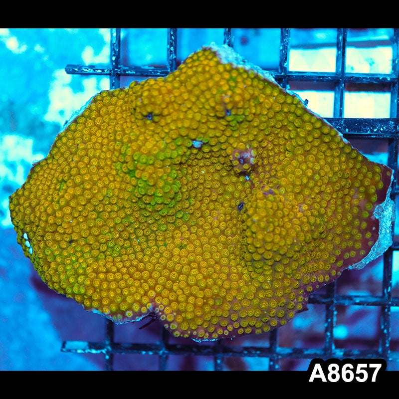 Item#A8657IN8657(M) WYSIWYG Aussie Ultra Unique Grafted Gold Cyphastrea Colony