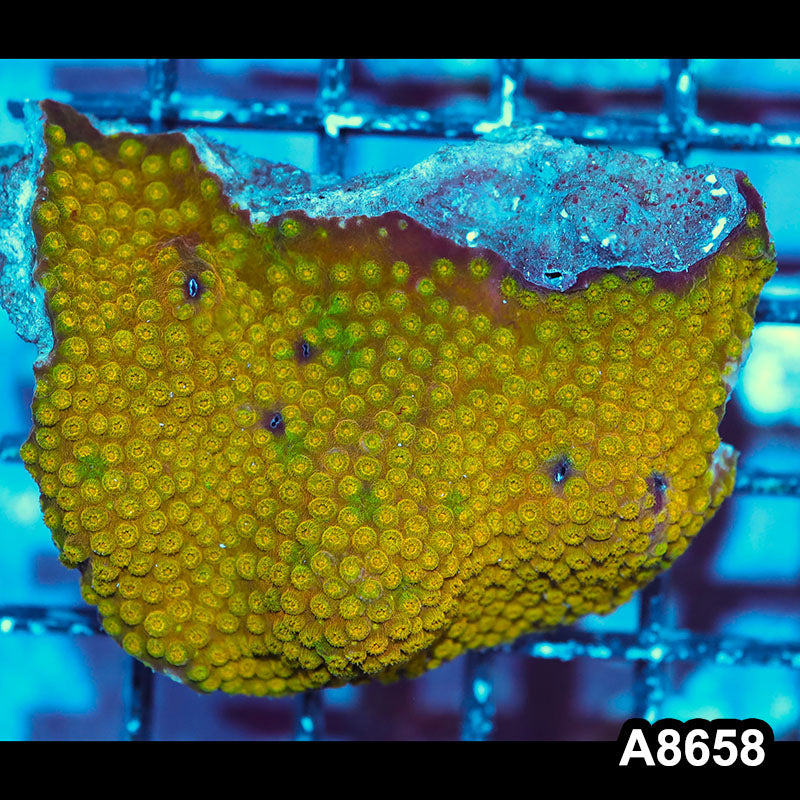 Item#A8658IN8658(M) WYSIWYG Aussie Ultra Unique Grafted Gold Cyphastrea Colony