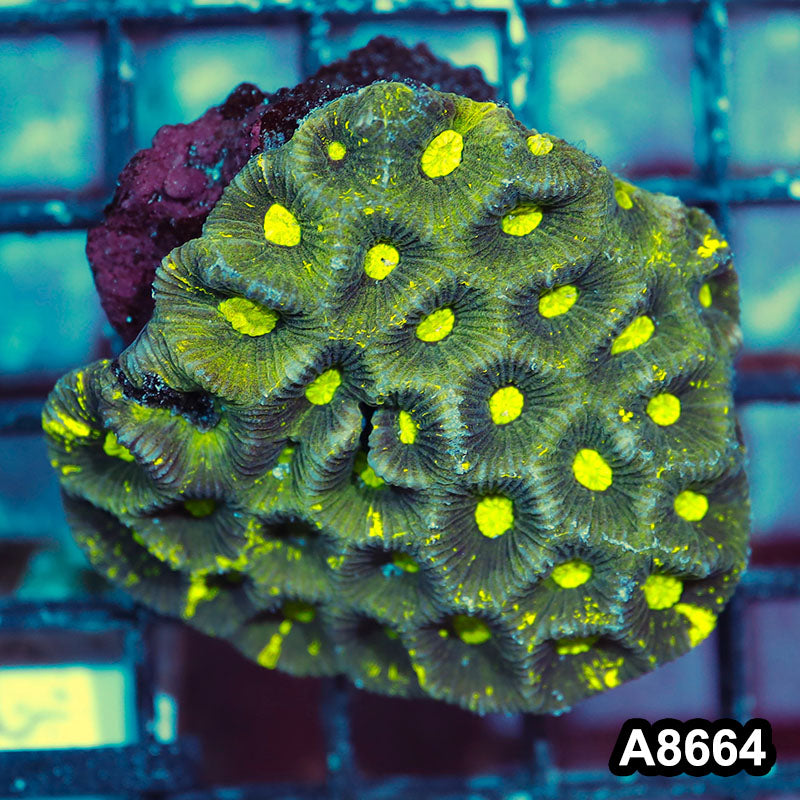 Item#A8664IN8664(S) WYSIWYG Aussie Ultra Neon Goniastrea Colony