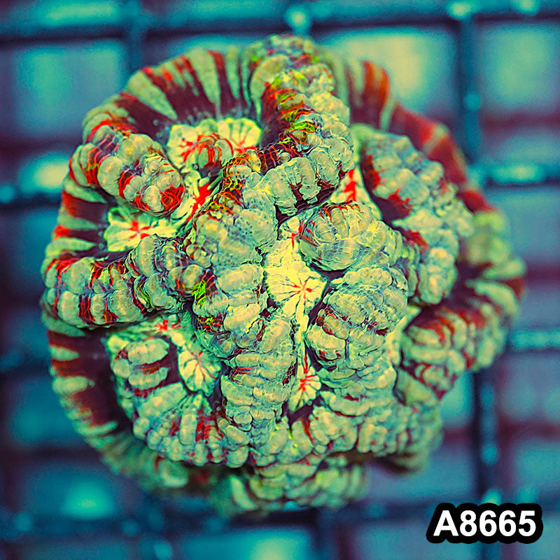 Item#A8665IN8665(S) WYSIWYG Western Australia Ultra Symphyllia Wilsoni