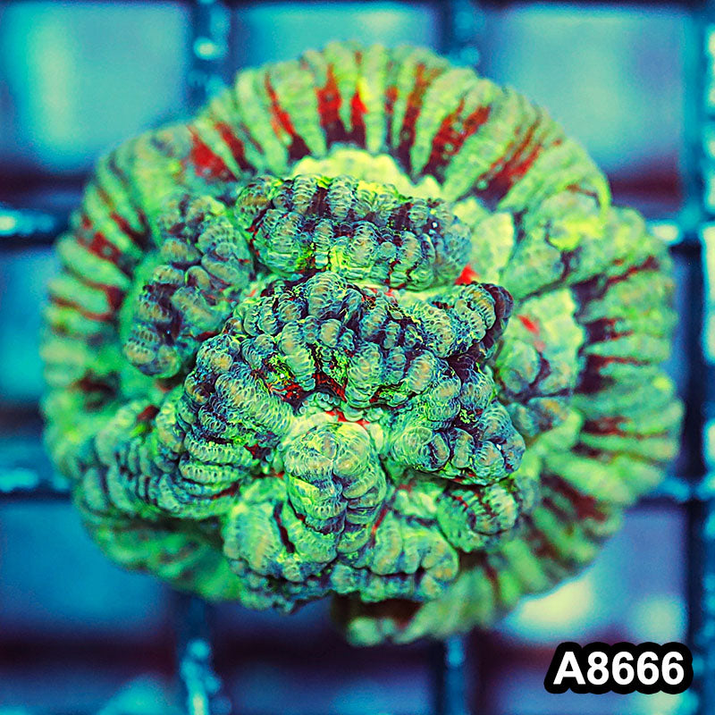 Item#A8666IN8666(S) WYSIWYG Western Australia Ultra Symphyllia Wilsoni