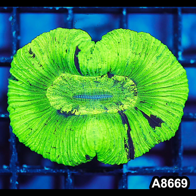 Item#A8669IN8669(S) WYSIWYG Aussie Ultra Trachyphyllia