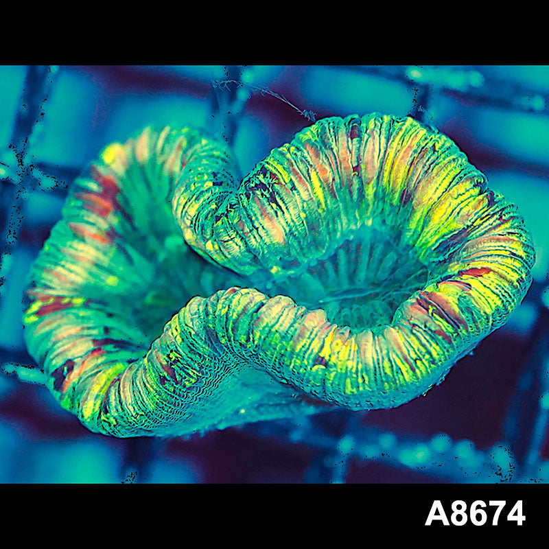 Item#A8674IN8674(S) WYSIWYG Western Australian Rainbow Trachyphyllia