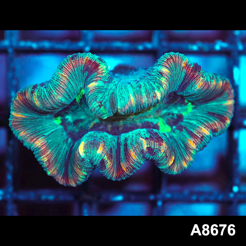 Item#A8676IN8676(S) WYSIWYG Western Australian Rainbow Trachyphyllia