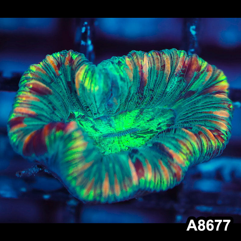 Item#A8677IN8677(S) WYSIWYG Western Australian Rainbow Trachyphyllia