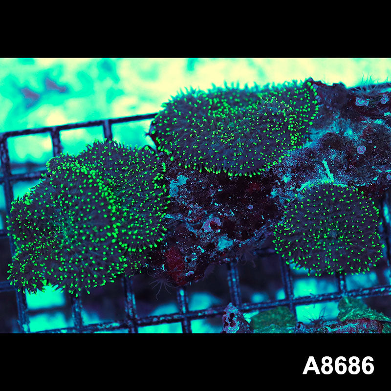 Item#A8686IN8686(M) WYSIWYG Indo Ultra Hairy Mushroom Colony